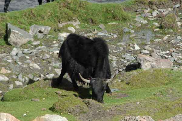 Yak - Tibet 1.jpg